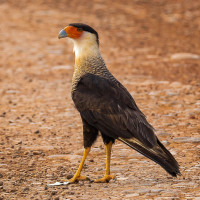 Crested Caracara